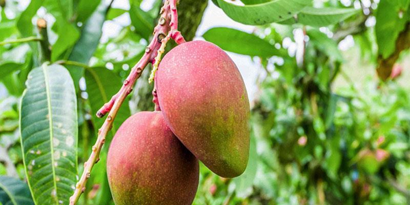 Reasons To Opt For Organic Food - Chaukdi